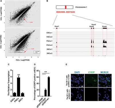 C1EIP Functions as an Activator of ENO1 to Promote Chicken PGCs Formation via Inhibition of the Notch Signaling Pathway